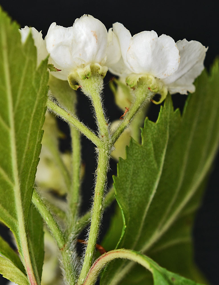 Flora of Eastern Washington Image: Crataegus chrysocarpa