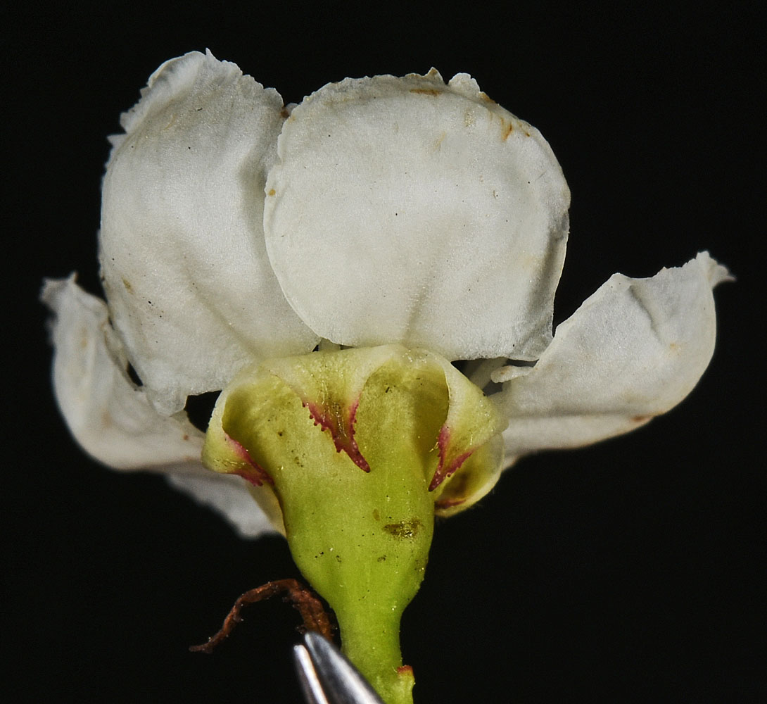 Flora of Eastern Washington Image: Crataegus douglasii