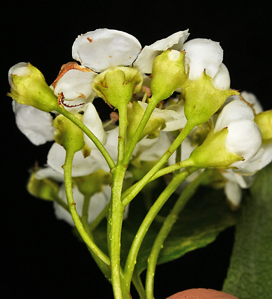 Flora of Eastern Washington Image: Crataegus douglasii