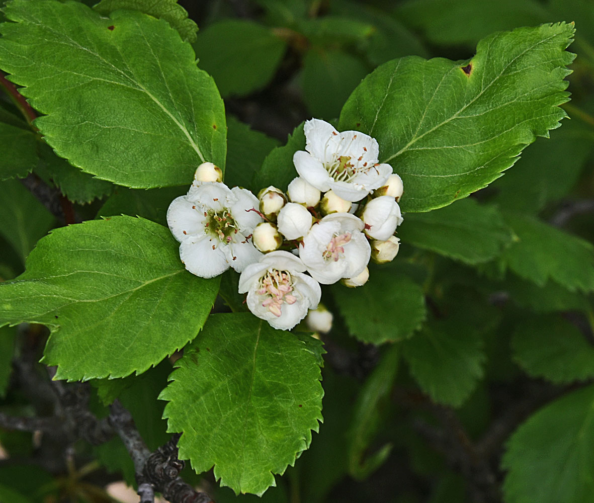 Flora of Eastern Washington Image: Crataegus gaylussacia
