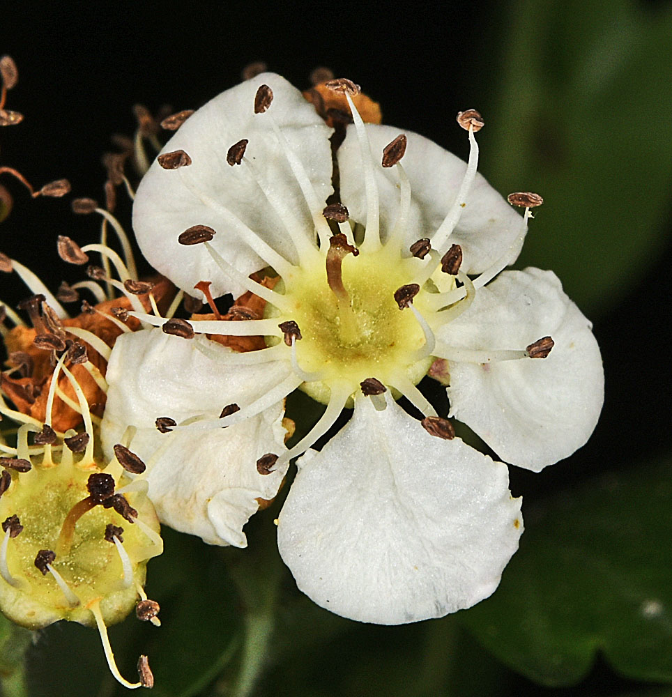 Flora of Eastern Washington Image: Crataegus monogyna