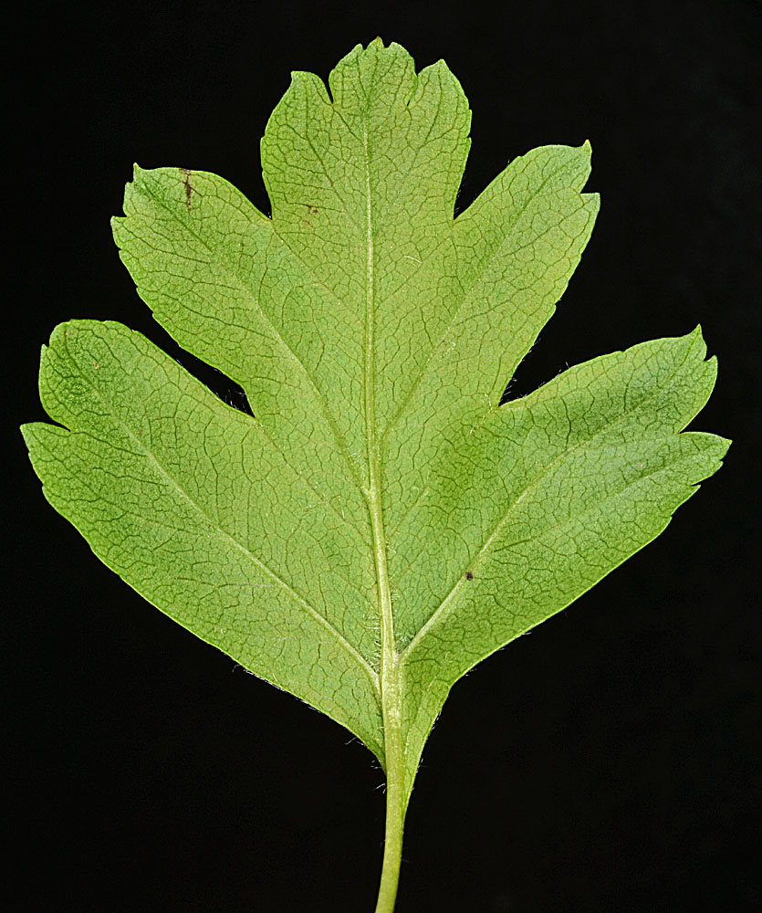 Flora of Eastern Washington Image: Crataegus monogyna
