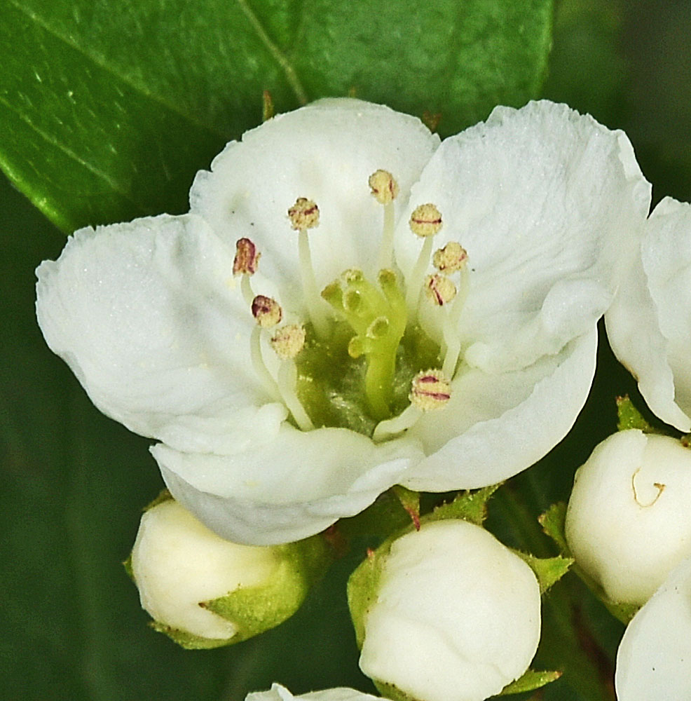 Flora of Eastern Washington Image: Crataegus okennonii