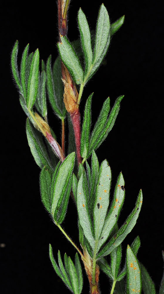 Flora of Eastern Washington Image: Dasiphor fruticosa