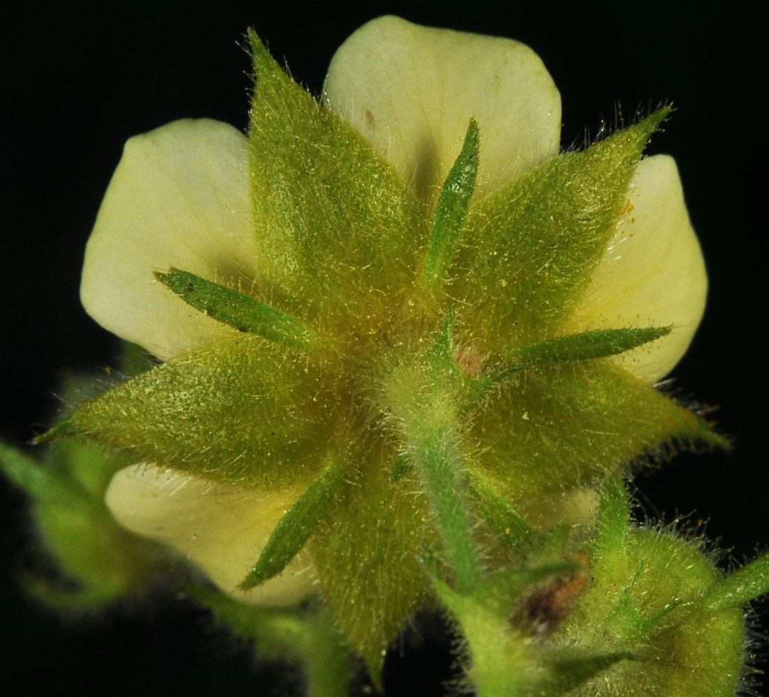 Flora of Eastern Washington Image: Drymocallis arguta