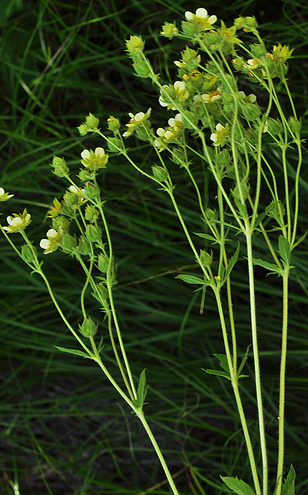 Flora of Eastern Washington Image: Drymocallis convallaria