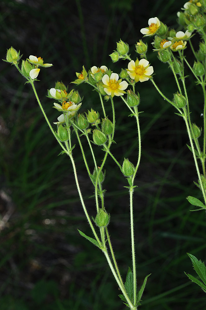 Flora of Eastern Washington Image: Drymocallis convallaria