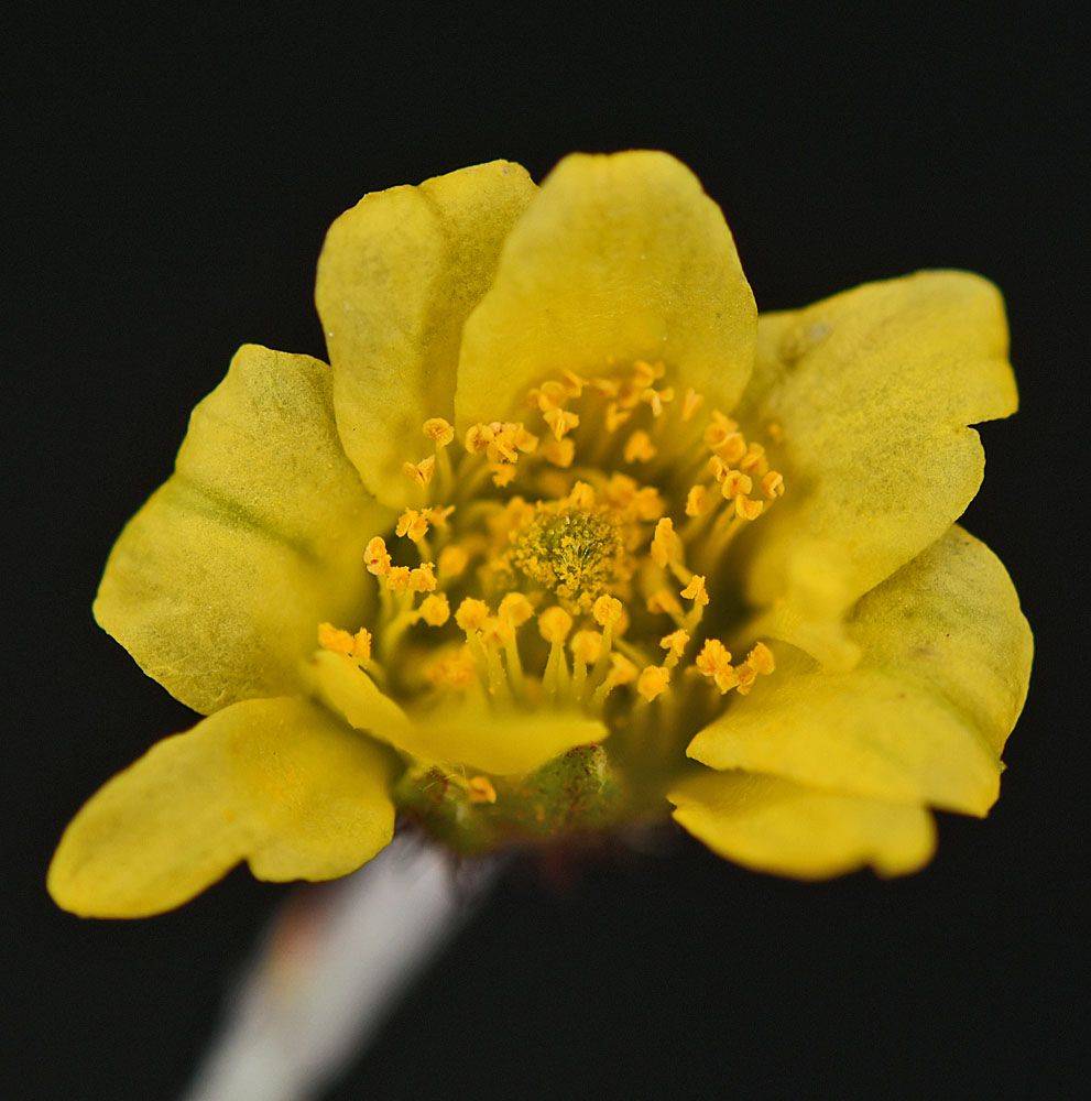 Flora of Eastern Washington Image: Dryas drummondii