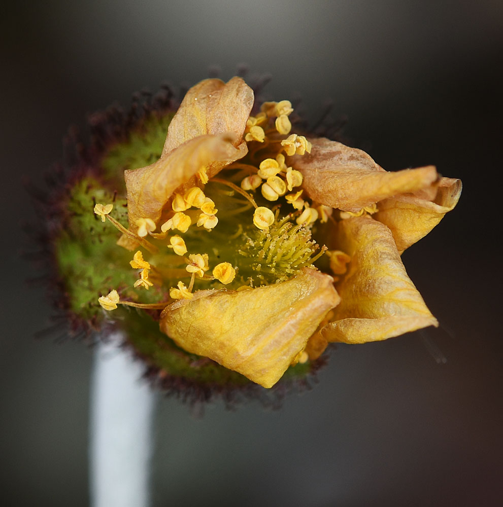 Flora of Eastern Washington Image: Dryas drummondii