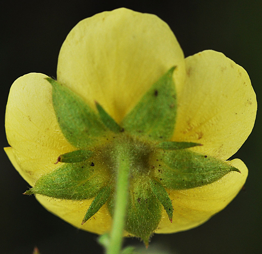 Flora of Eastern Washington Image: Drymocallis glandulosa