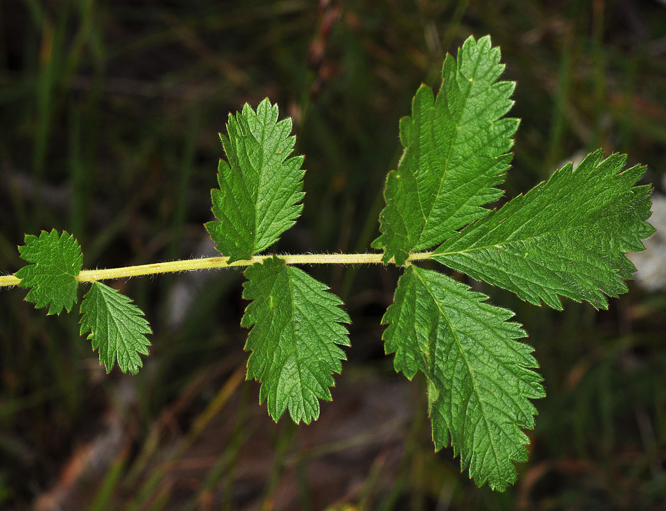 Flora of Eastern Washington Image: Drymocallis glandulosa