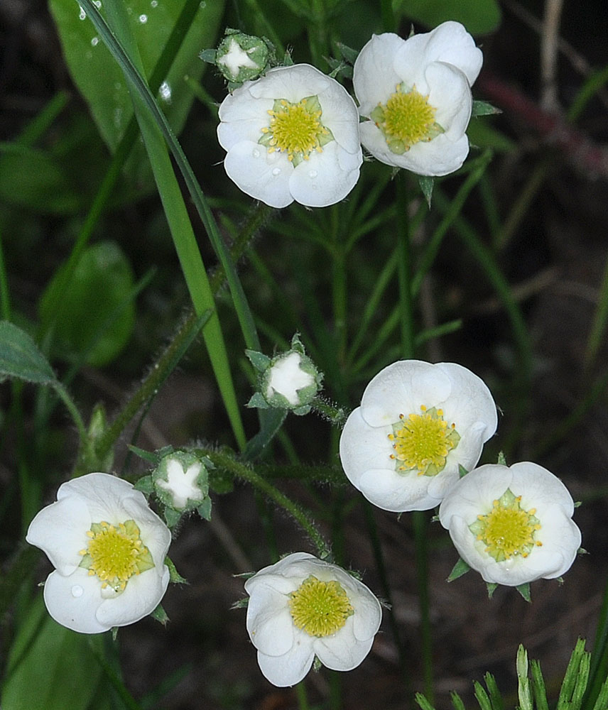 Flora of Eastern Washington Image: Fragaria vesca