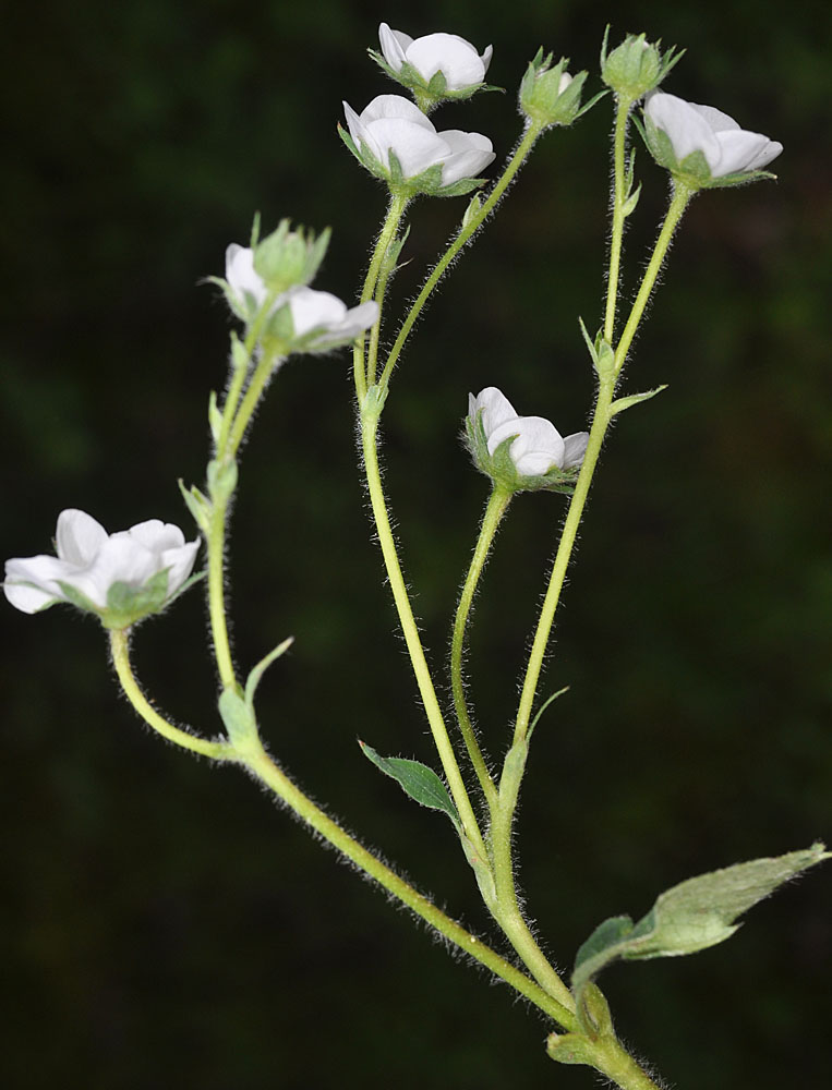 Flora of Eastern Washington Image: Fragaria vesca