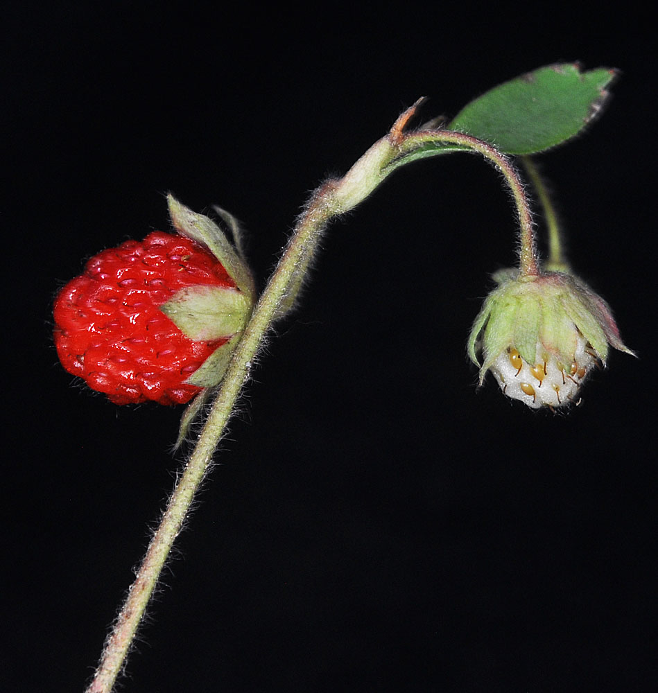 Flora of Eastern Washington Image: Fragaria virginiana