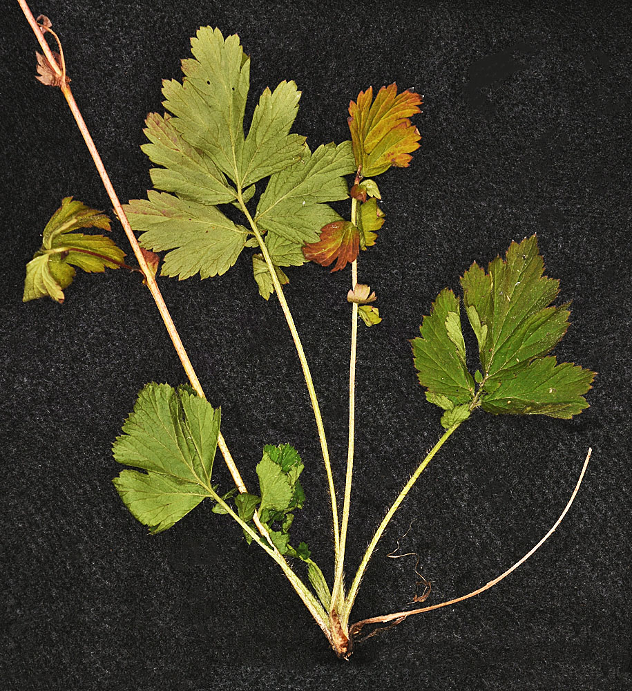 Flora of Eastern Washington Image: Geum aleppicum
