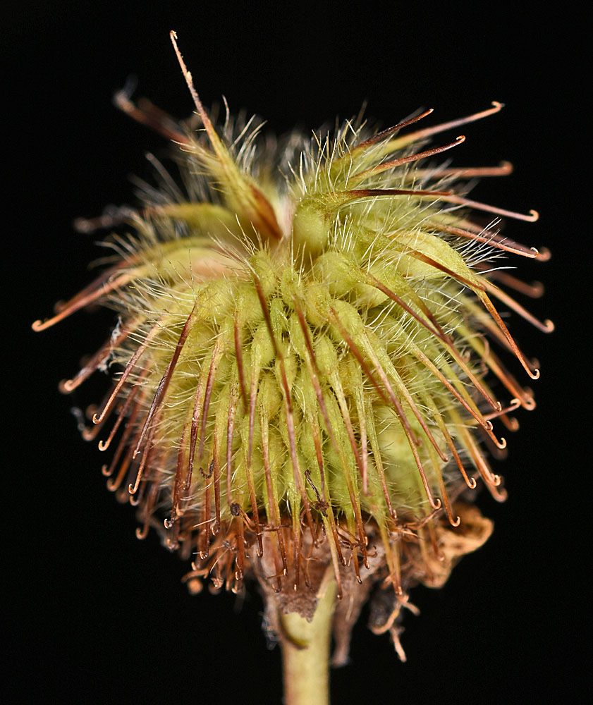 Flora of Eastern Washington Image: Geum aleppicum