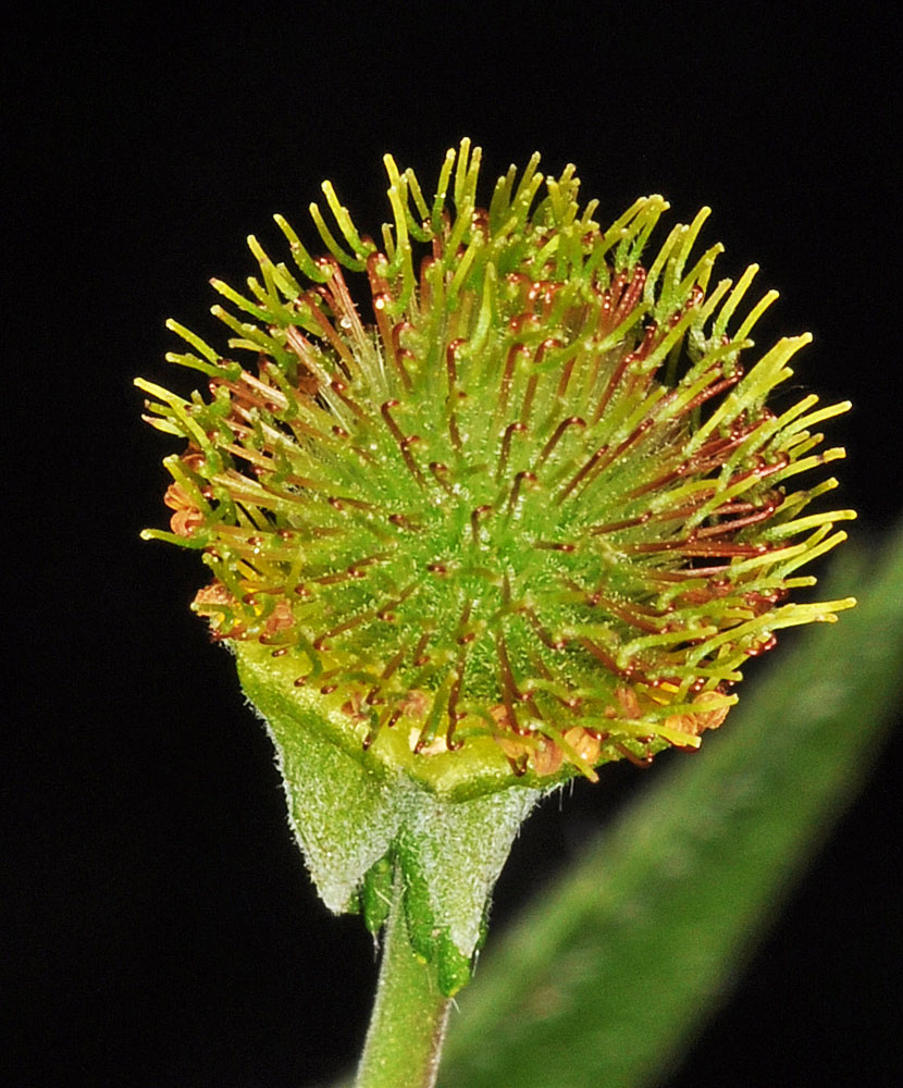 Flora of Eastern Washington Image: Geum macrophyllum