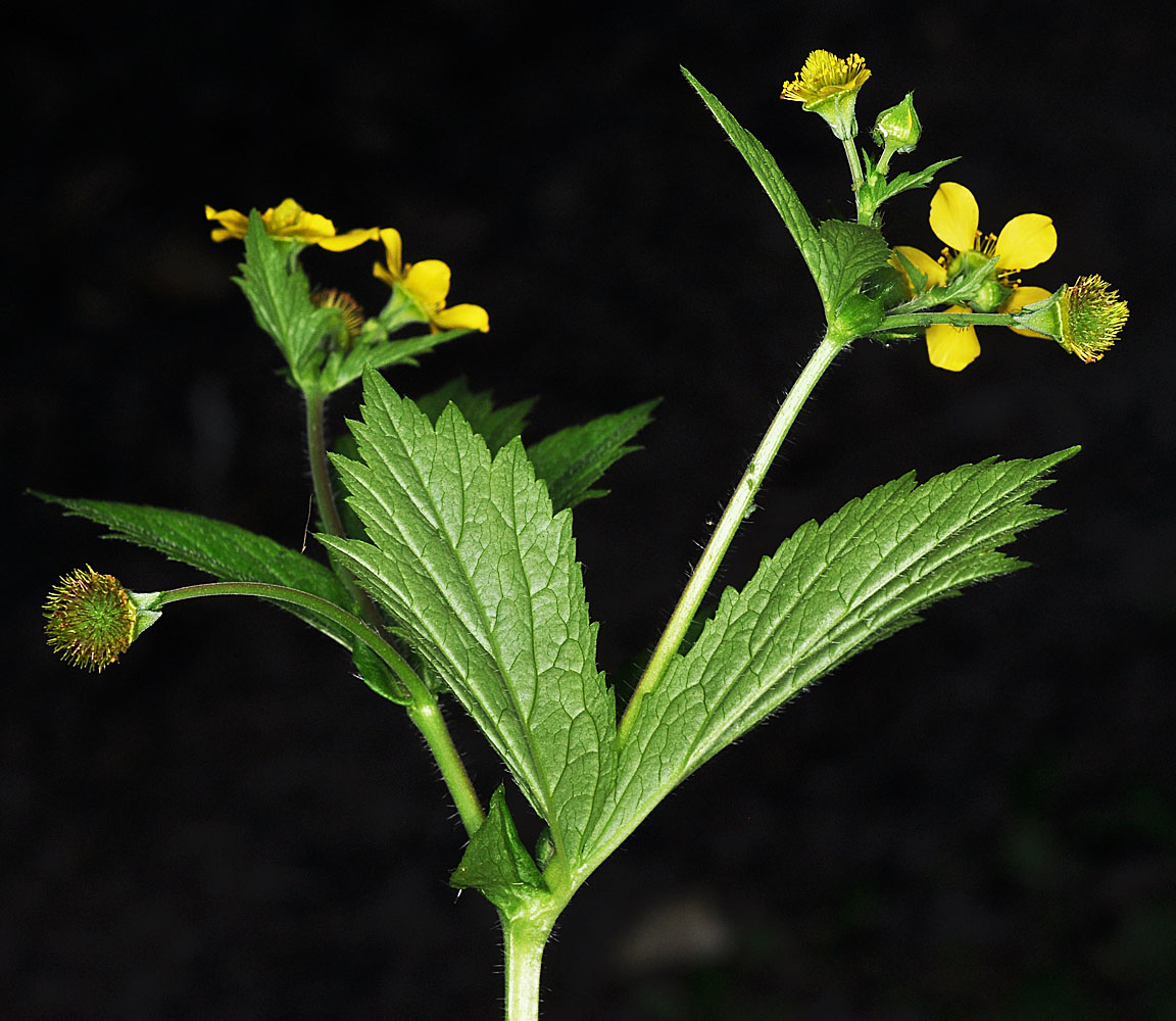 Flora of Eastern Washington Image: Geum macrophyllum