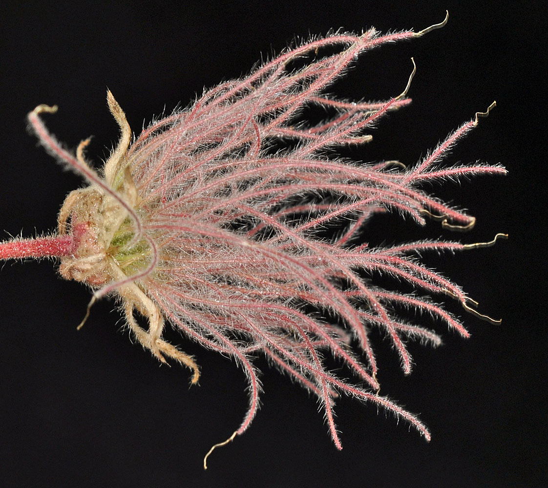 Flora of Eastern Washington Image: Geum triflorum