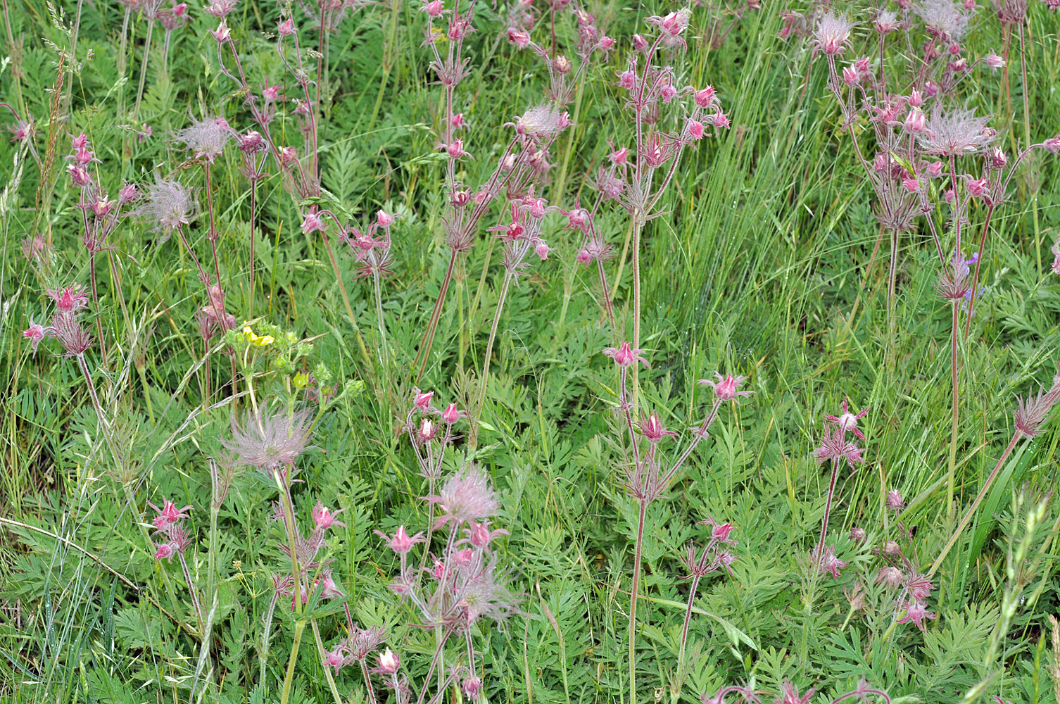 Flora of Eastern Washington Image: Geum triflorum