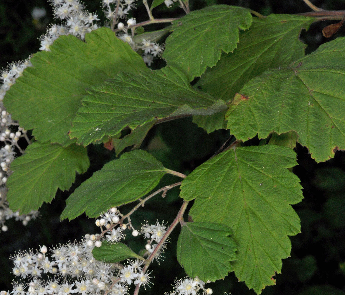 Flora of Eastern Washington Image: Holodiscus discolor