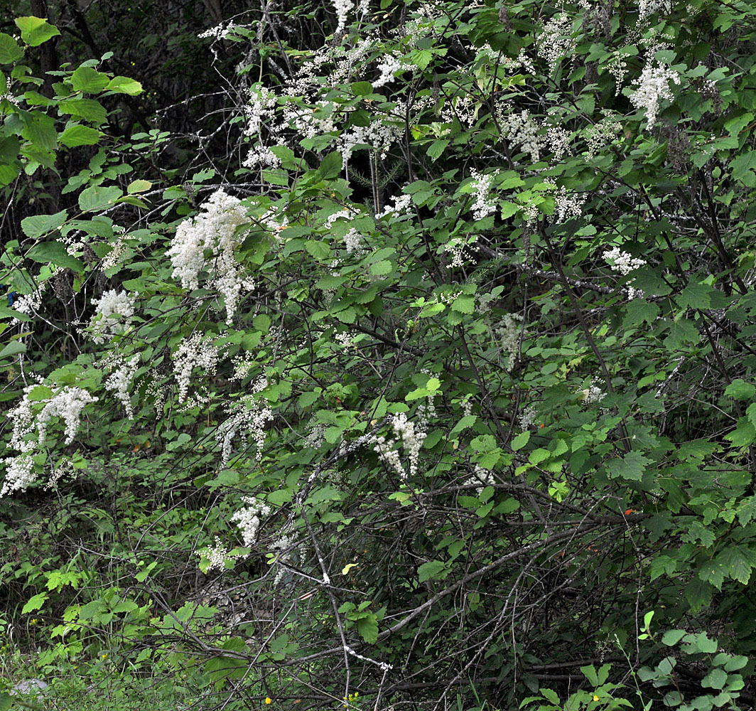 Flora of Eastern Washington Image: Holodiscus discolor