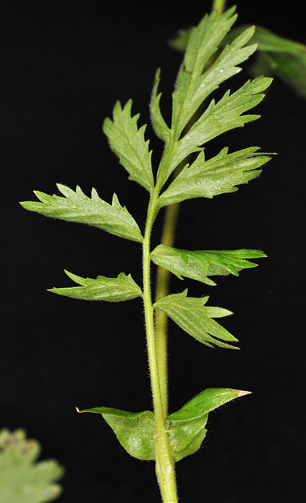 Flora of Eastern Washington Image: Horkelia fusca