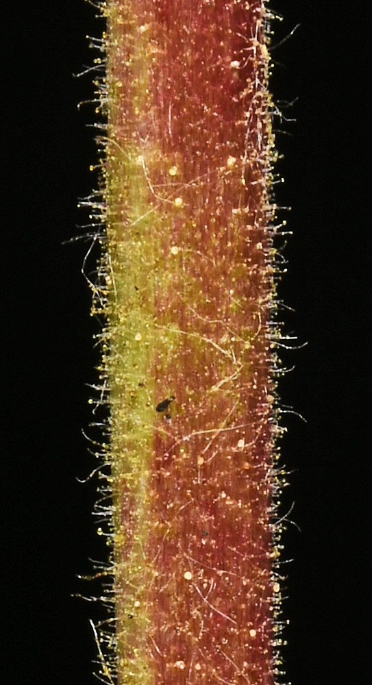 Flora of Eastern Washington Image: Horkelia fusca