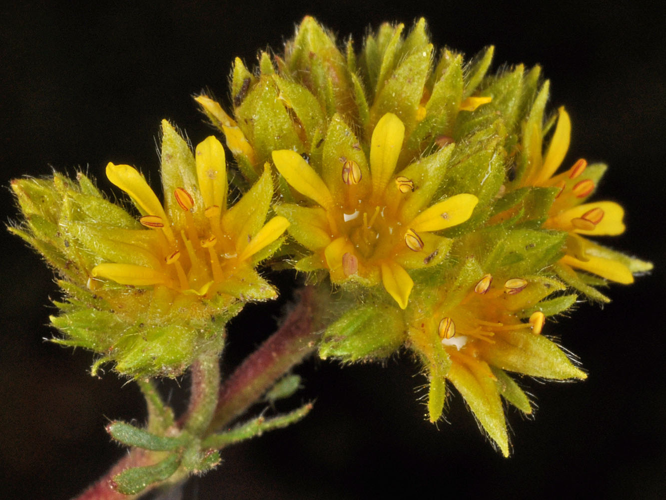Flora of Eastern Washington Image: Ivesia gordonii