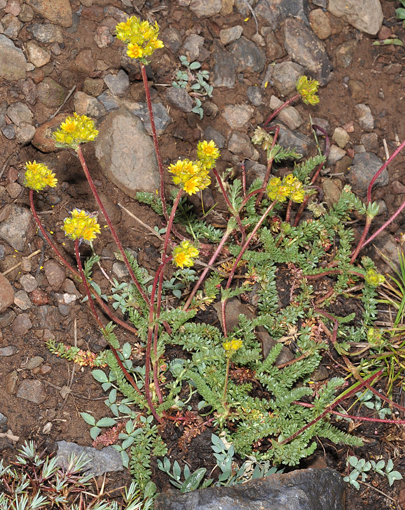 Flora of Eastern Washington Image: Ivesia gordonii