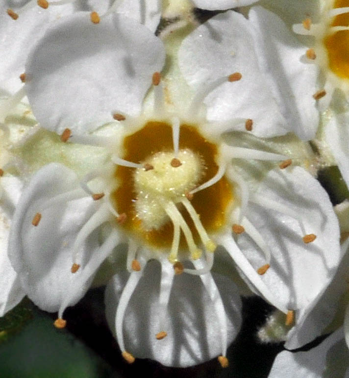 Flora of Eastern Washington Image: Physocarpus malvaceus