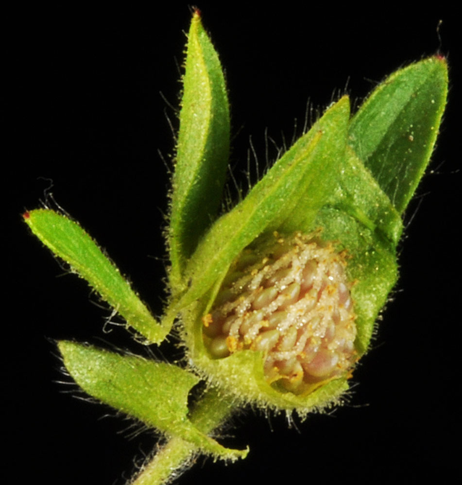 Flora of Eastern Washington Image: Potentilla biennis