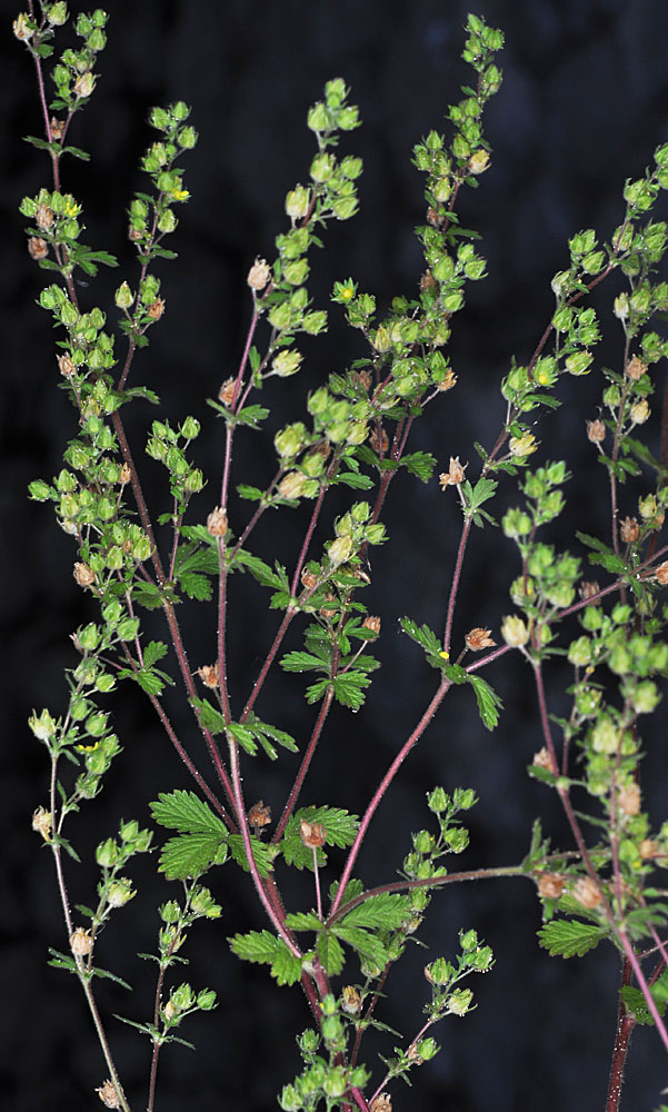 Flora of Eastern Washington Image: Potentilla biennis