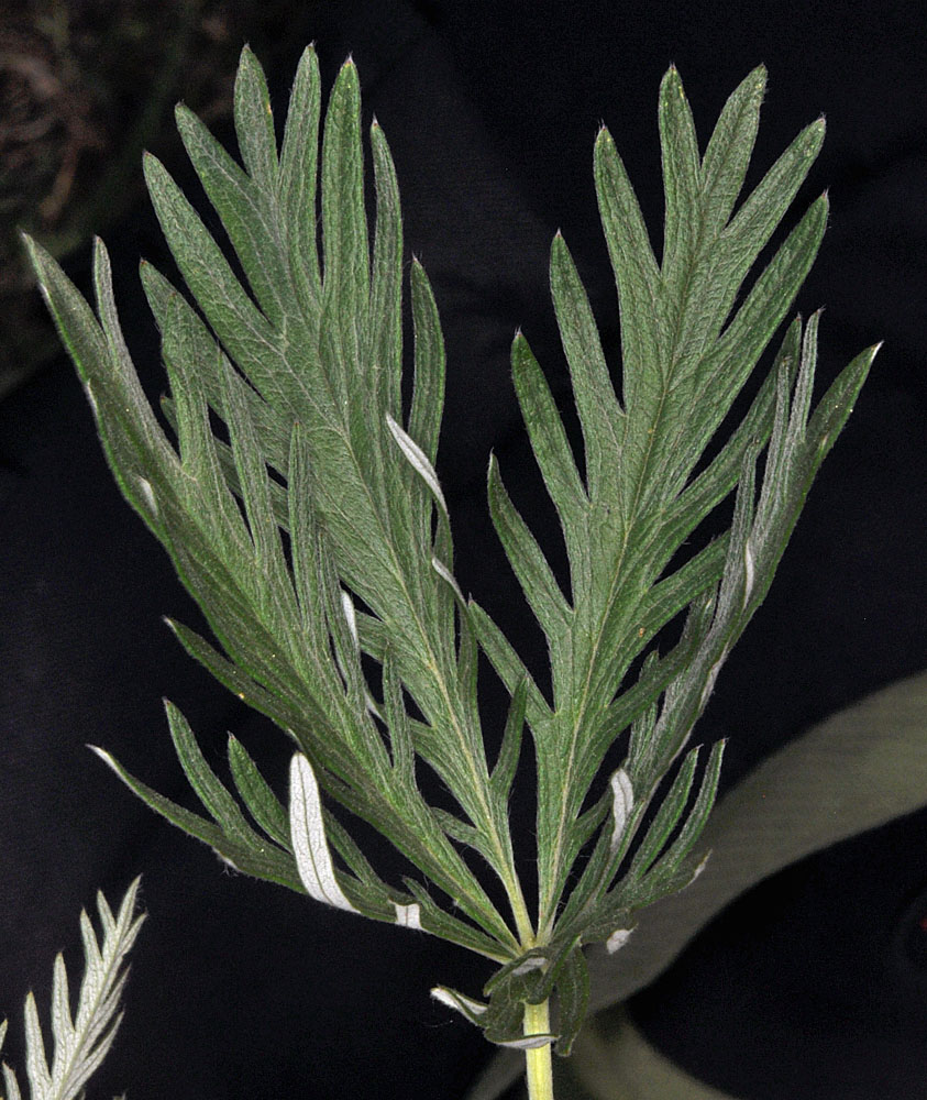 Flora of Eastern Washington Image: Potentilla gracilis