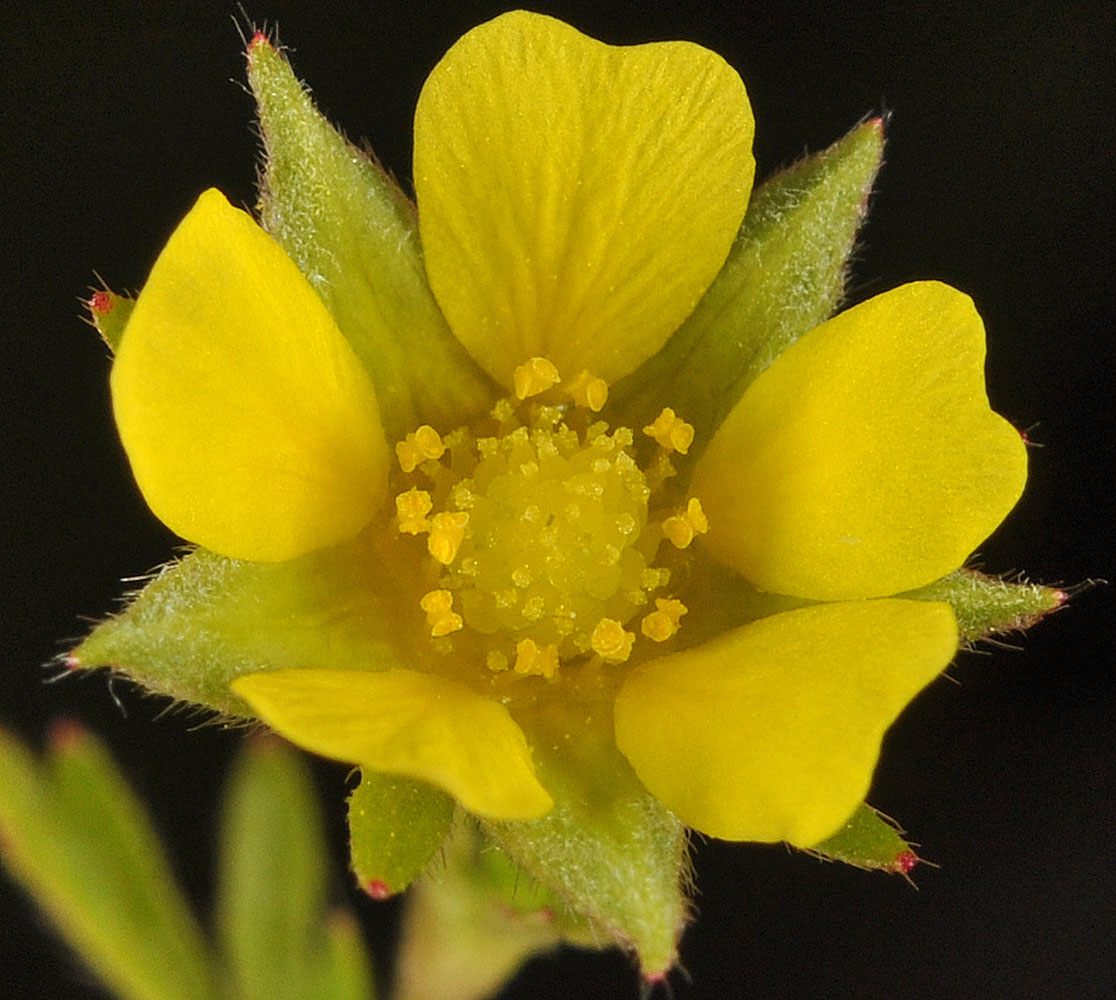 Flora of Eastern Washington Image: Potentilla norvegica