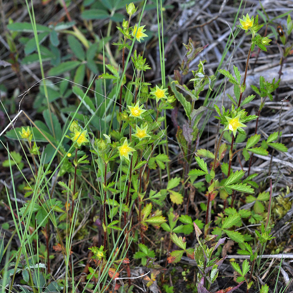 Flora of Eastern Washington Image: Potentilla norvegica