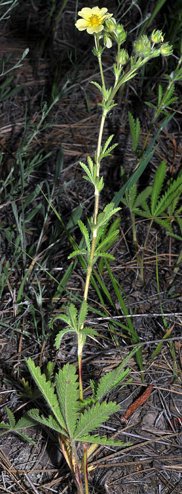 Flora of Eastern Washington Image: Potentilla recta