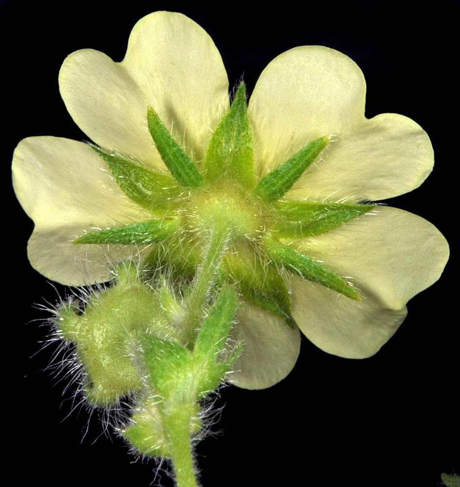 Flora of Eastern Washington Image: Potentilla recta