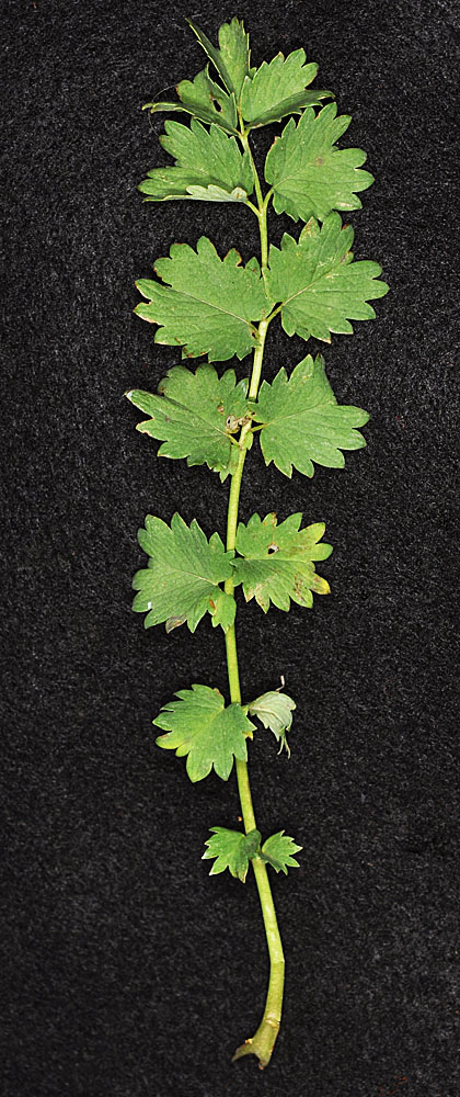 Flora of Eastern Washington Image: Poterium sanguisorba