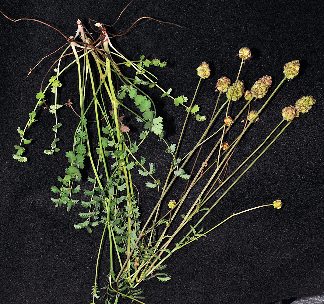 Flora of Eastern Washington Image: Poterium sanguisorba