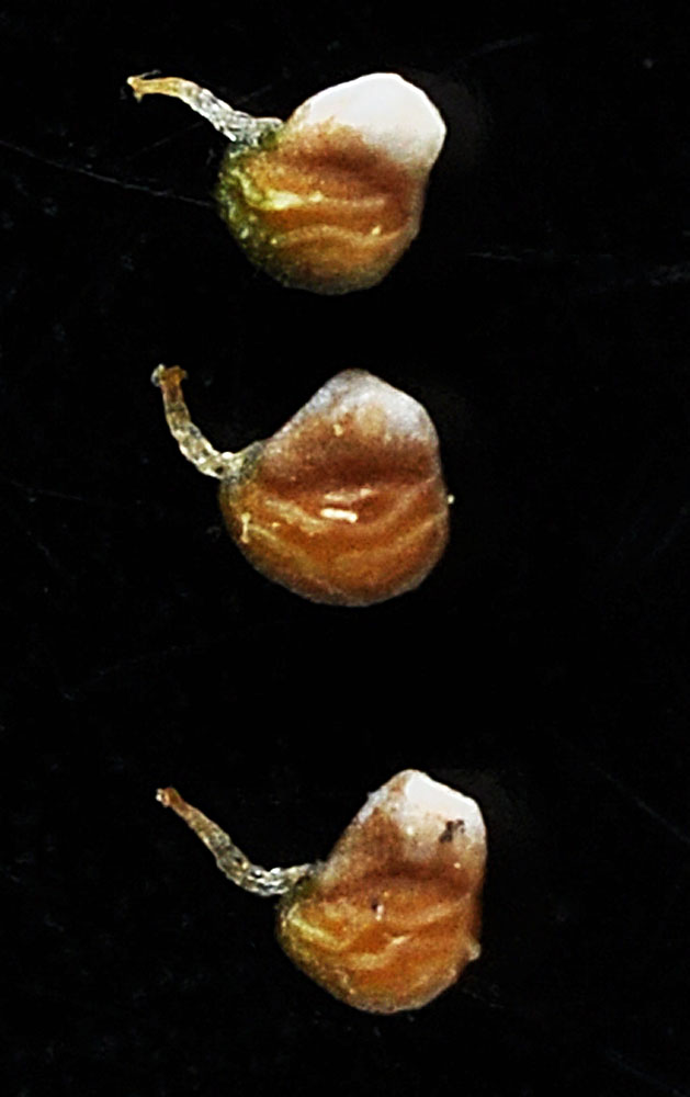 Flora of Eastern Washington Image: Potentilla supina