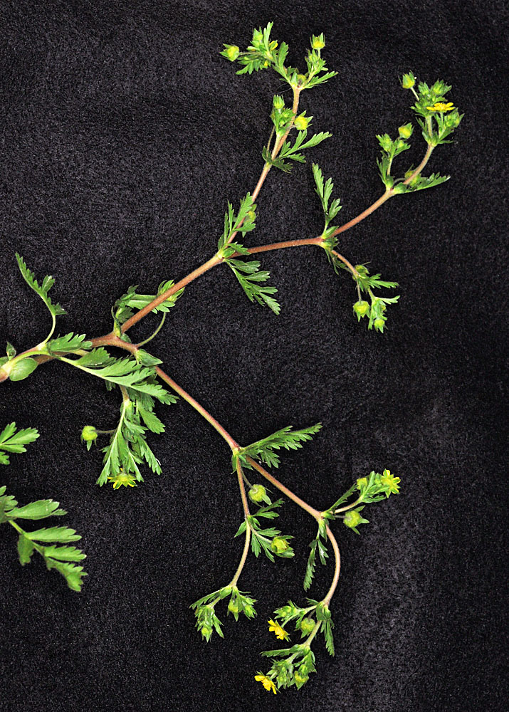 Flora of Eastern Washington Image: Potentilla supina