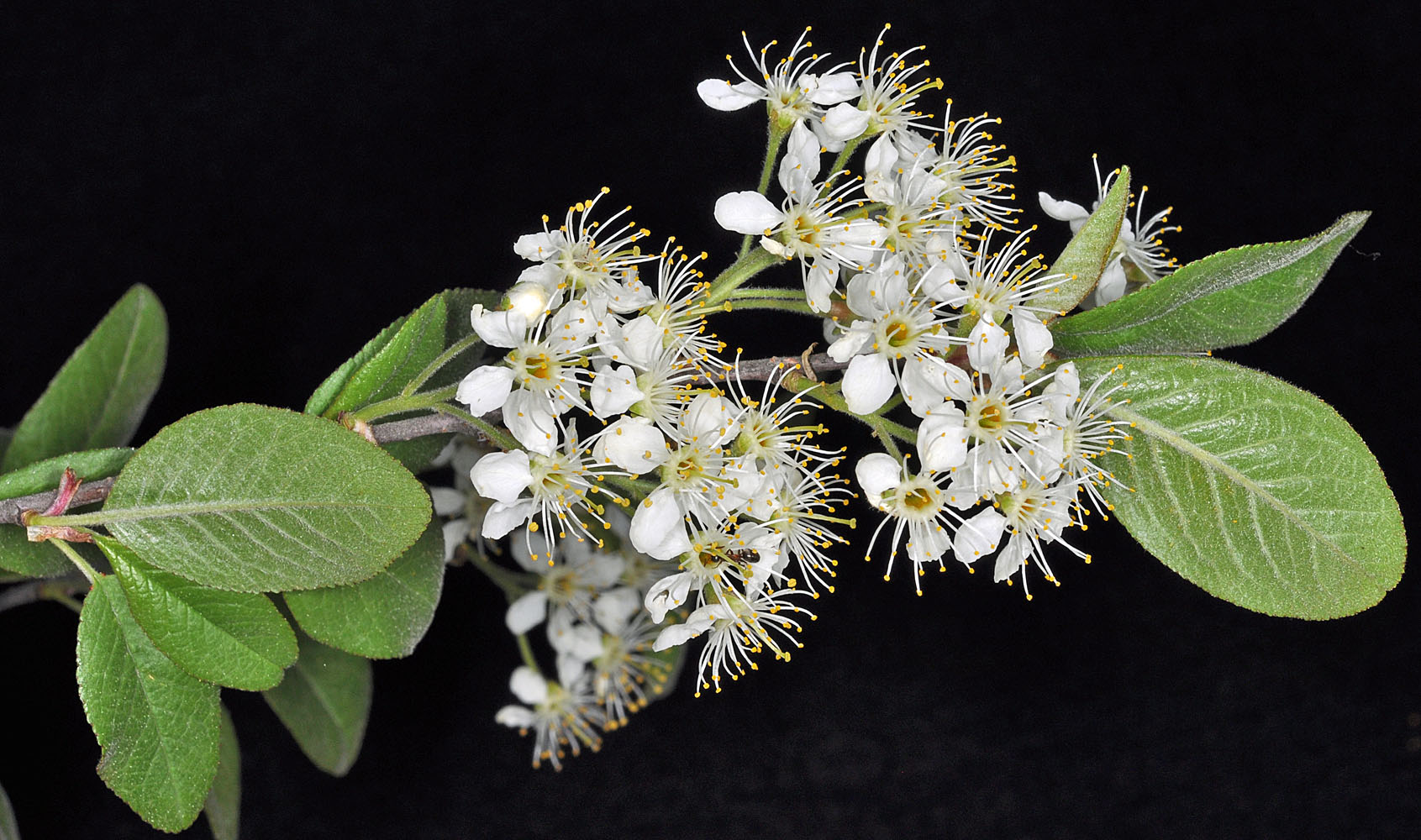 Flora of Eastern Washington Image: Prunus emarginata