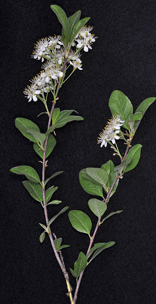 Flora of Eastern Washington Image: Prunus emarginata