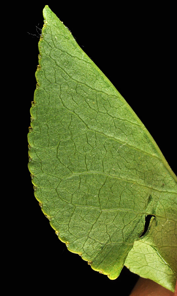 Flora of Eastern Washington Image: Prunus mahaleb