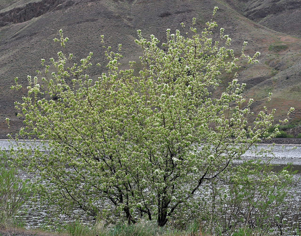 Flora of Eastern Washington Image: Prunus mahaleb