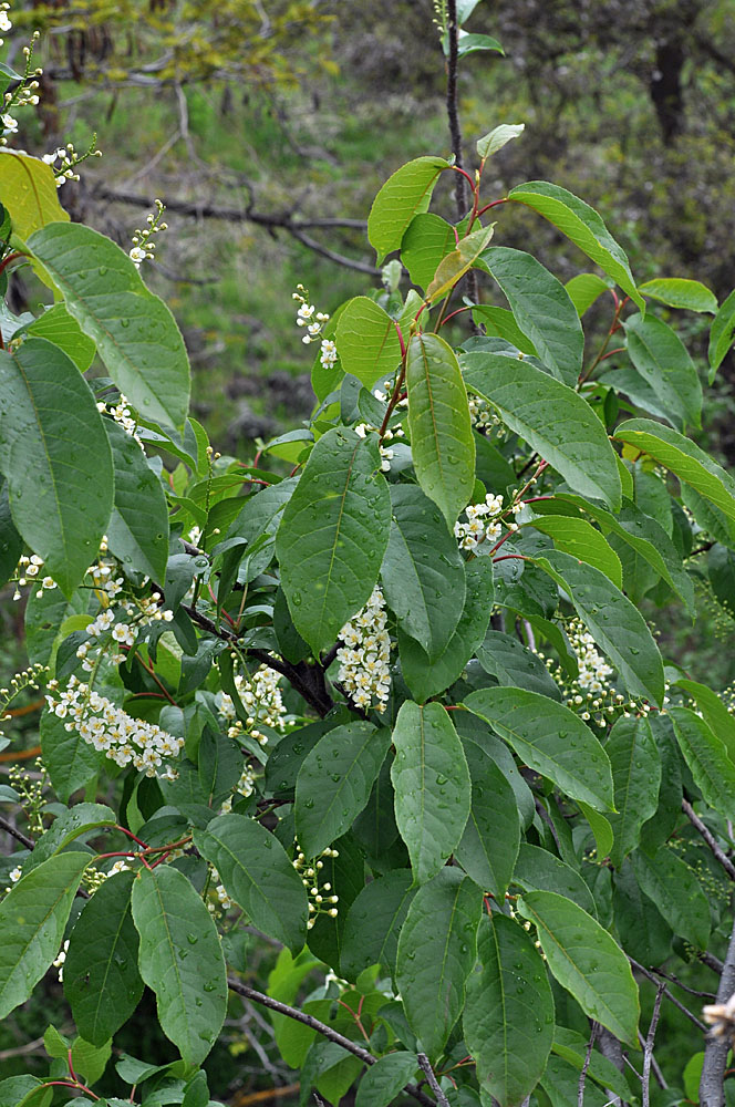 Flora of Eastern Washington Image: Prunus virginiana