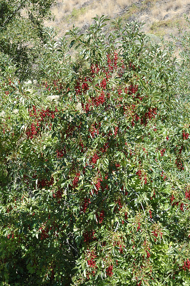 Flora of Eastern Washington Image: Prunus virginiana