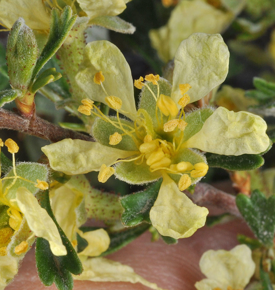 Flora of Eastern Washington Image: Purshia tridentata
