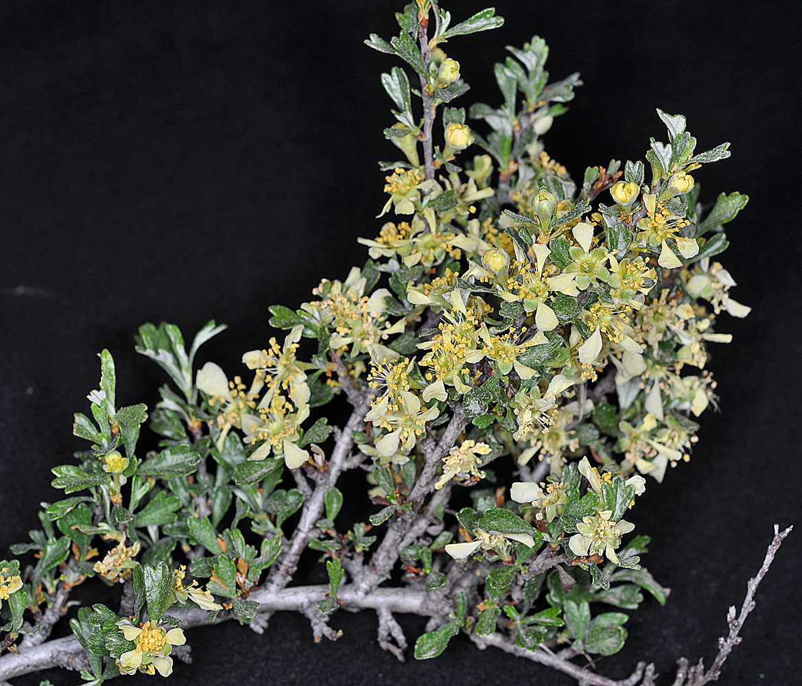 Flora of Eastern Washington Image: Purshia tridentata